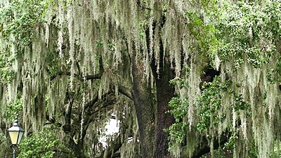 .wmv and H.264-trees-wmv.jpg