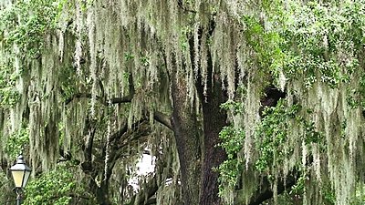 .wmv and H.264-trees-mp4.jpg