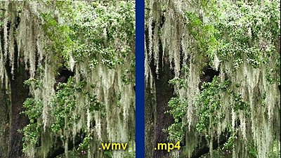 .wmv and H.264-mossy-tree-comparison.jpg