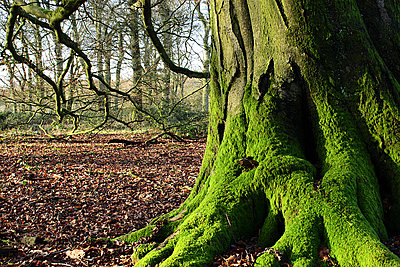 LENSES FOR STILLS & VIDEO an alternative view-pentax-67-45mm-tree-edge.jpg