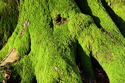 LENSES FOR STILLS & VIDEO an alternative view-roots-time-pentax-67-45mm-canon-5d-mkii.jpeg