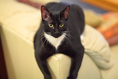 Post Your Photos (and lens/processing info)-bigfig_960x640.jpg