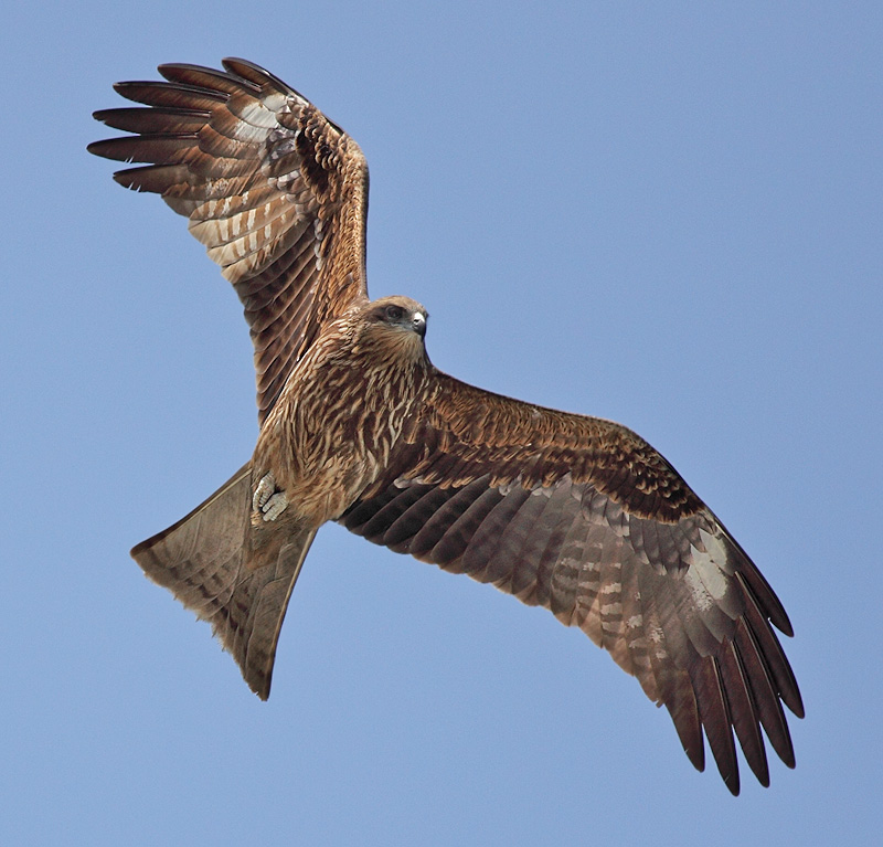 flying birds of black kite eagle habitat