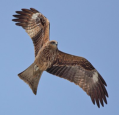 Post Your Photos (and lens/processing info)-black-kite.jpg
