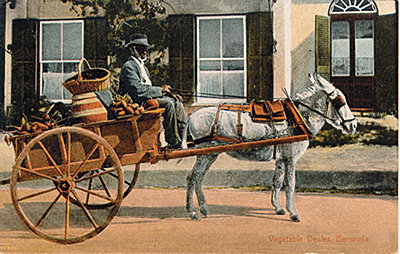 What Do You Drive?-donkey-cart.jpg
