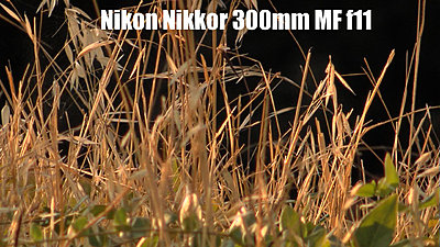 MTF adatper and Nikon lenses, Good?  Depends upon lens.-nikkor300mmf11redone.jpg