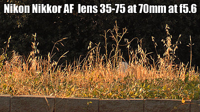 MTF adatper and Nikon lenses, Good?  Depends upon lens.-nikkoraf35-70mm70redone.jpg