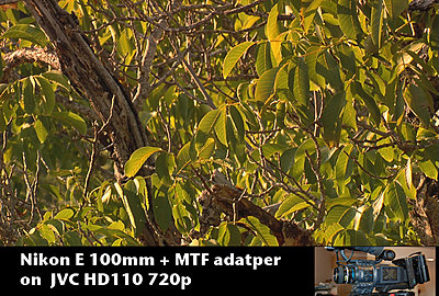 MTF adatper and Nikon lenses, Good?  Depends upon lens.-nikone100tree.jpg