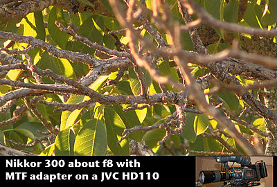 MTF adatper and Nikon lenses, Good?  Depends upon lens.-nikkor-300f8tree.jpg
