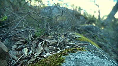 Roiding The Extreme-stony-gully-retro-01.jpg