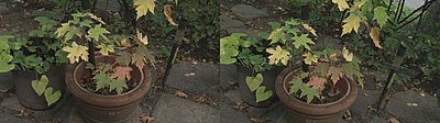 Matching two Z7U's - white balance problem?-white-balance-outside-8.jpg