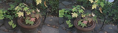 Matching two Z7U's - white balance problem?-white-balance-outside-11.jpg
