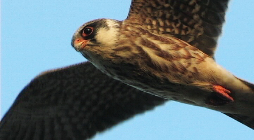 Flying Falcon