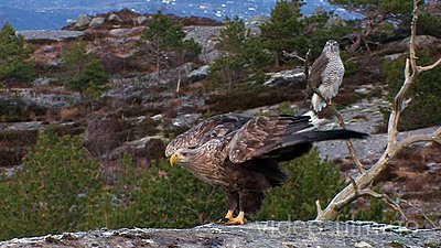 Naesje_Nordic_Wildlife_UWOLLongForm 09-wte-gh.jpg