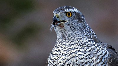 Naesje_Nordic_Wildlife_UWOLLongForm 09-goshawk2.jpg