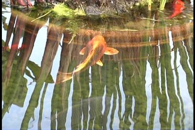 fashion island koi pond