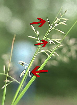 Various SGpro topics-grass.jpg