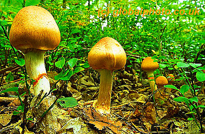 Sigma and Canon 24mm - Any comparisons?-fungi-new-forest.jpg