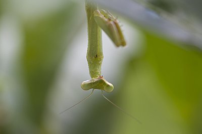 Recommended Lenses for Canon 5D Mk2-praying-mantis-lemon-tree-1200x800-tight-crop-img_0771.jpg