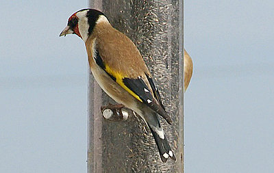 EX3 5dmkII Very different looks, but compatible-goldfinch.jpg