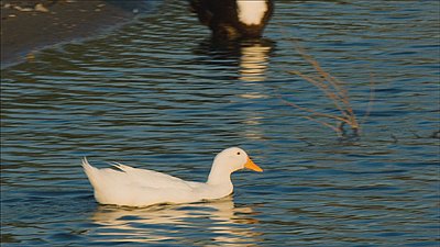 Shooting entirely in 3X crop mode-ducks3.jpg