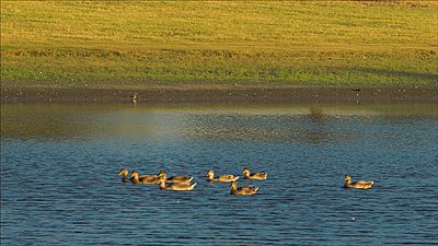 Shooting entirely in 3X crop mode-ducks4.jpg