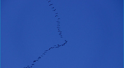 Lens shadow (while zooming in close)-geese.jpg