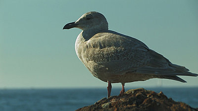 A1 non cc stills-seagull-alporto-net.jpg