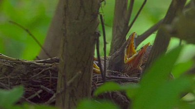 Baby Robins in Nest - Feeding-robin_screenshot.jpg