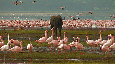 Tour To Africa-flamingo_and_buffalo_at_beach.jpg