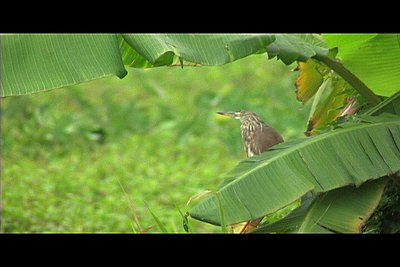 New XL2 Frame Grabs-bird.jpg