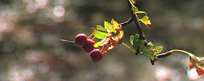 XL2 stills-cherry.jpg