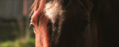 XL2 stills-horse1.jpg