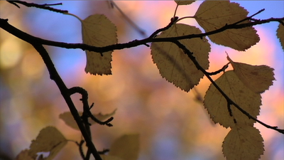 Some Fall Stills-picture-15.png