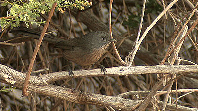 XL2 with Nikon Primes!-wrentit.jpg