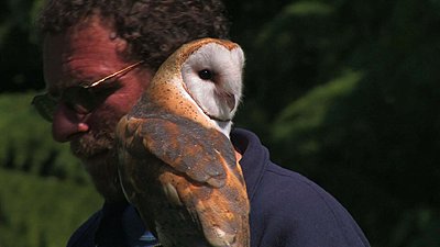 Canon XL H series -- various sample clips-barn_owl1.jpg