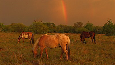 Golden Hour Rainbows-img_4470.jpg