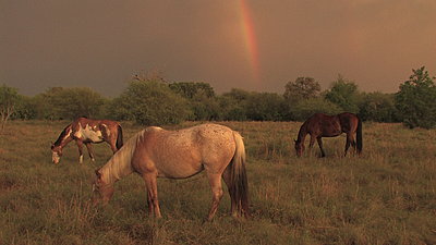 Golden Hour Rainbows-img_4472.jpg