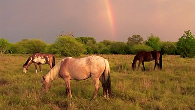 Golden Hour Rainbows-img447228de.jpg