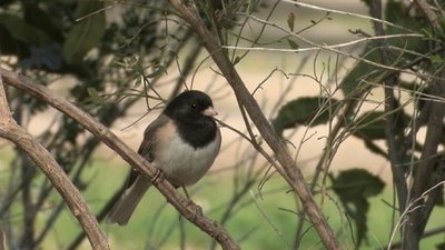 Long Canon 35mm lens-junco2a.bmp