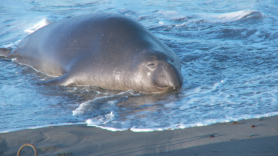 SxS vs Nanoflash stills:  Elephant Seals-eseal_0000_nano_278.png