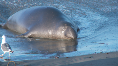 SxS vs Nanoflash stills:  Elephant Seals-eseal_0001_nano_386.png