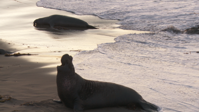 SxS vs Nanoflash stills:  Elephant Seals-eseal_0003_nano_594.png