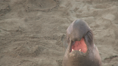 SxS vs Nanoflash stills:  Elephant Seals-eseal_0005_ex1_064.png