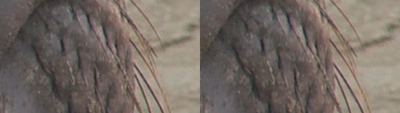 SxS vs Nanoflash stills:  Elephant Seals-whiskersr_0005_l-ex1_r-nano_2x.png