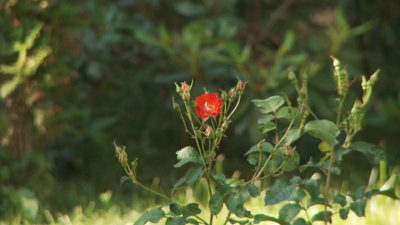 Noise comparison: 35/4:2:0 vs. 180/4:2:2-full-frame-ex1-native.png