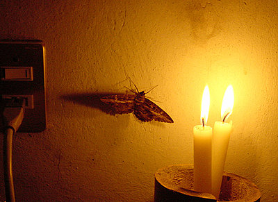 DVC 11 Sign Up Thread - Holiday Charity Challenge-moth_to_light.jpg