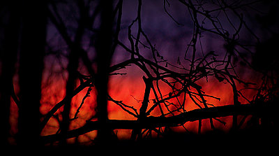 Tales of Wonder and Woe - Charity Film Challenge 2012-trees_sunset.jpg