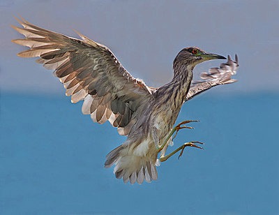 Post Your Photos (and lens/processing info)-black-crowned-night-heron.jpg