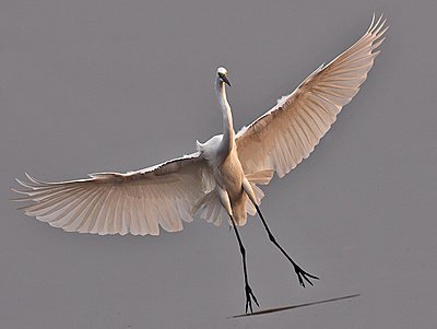 Post Your Photos (and lens/processing info)-little-egret.jpg
